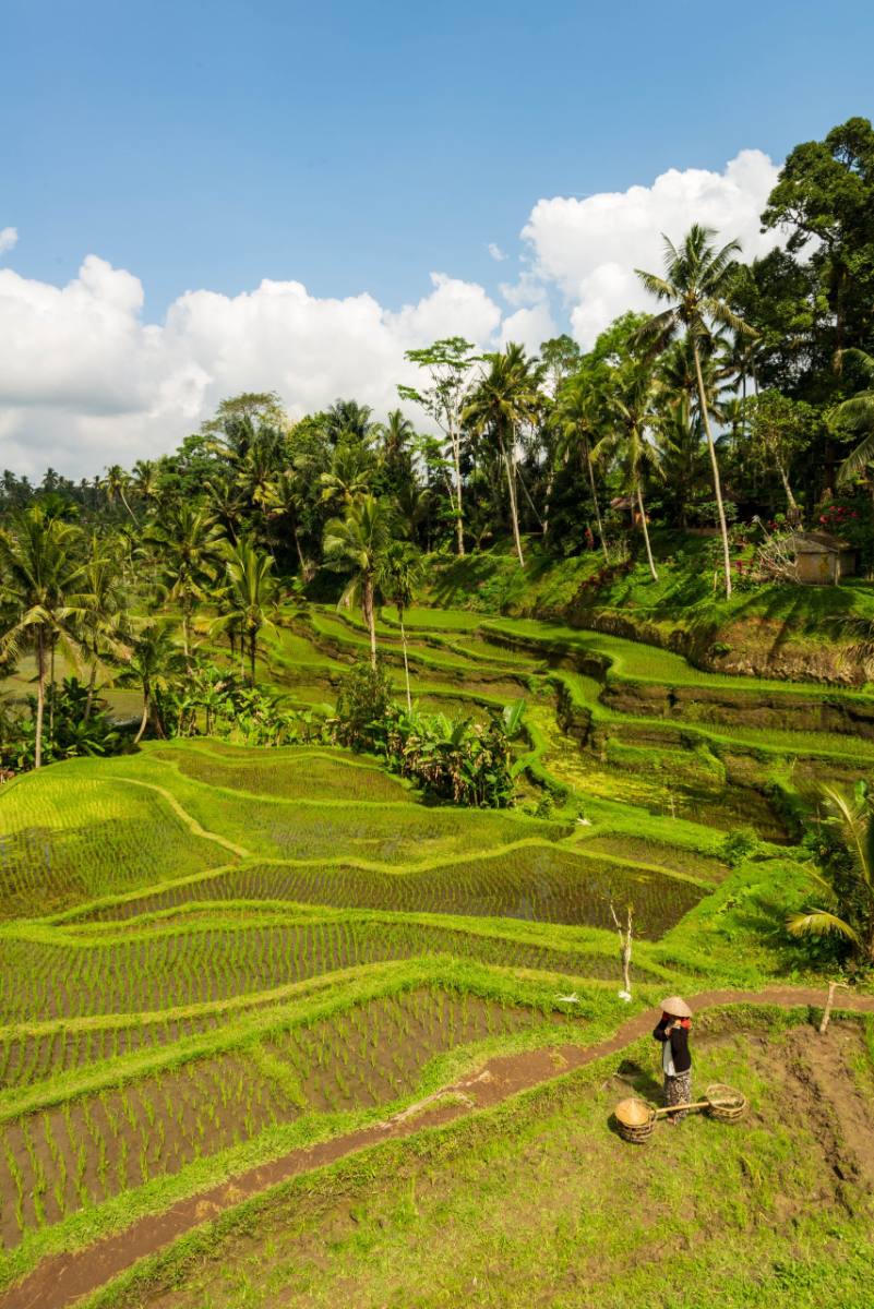 Bali rice fields