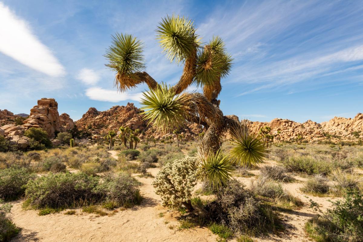 Joshua Tree National park