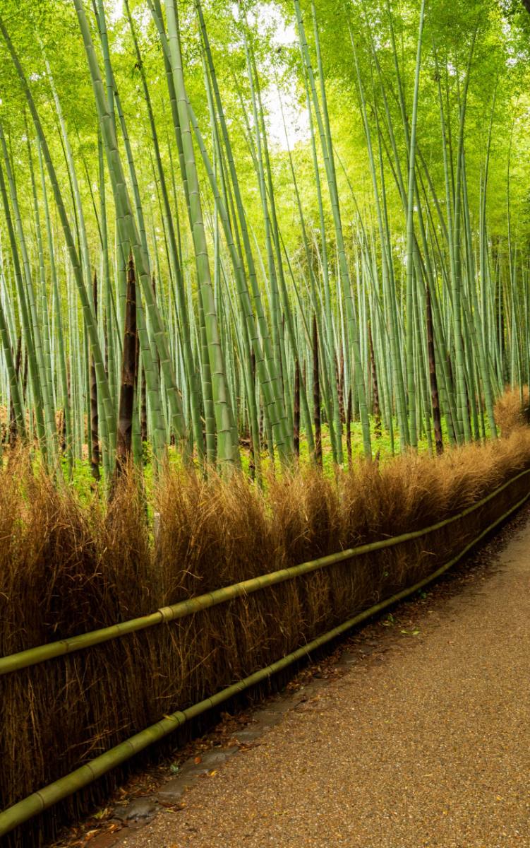 Bamboo forest