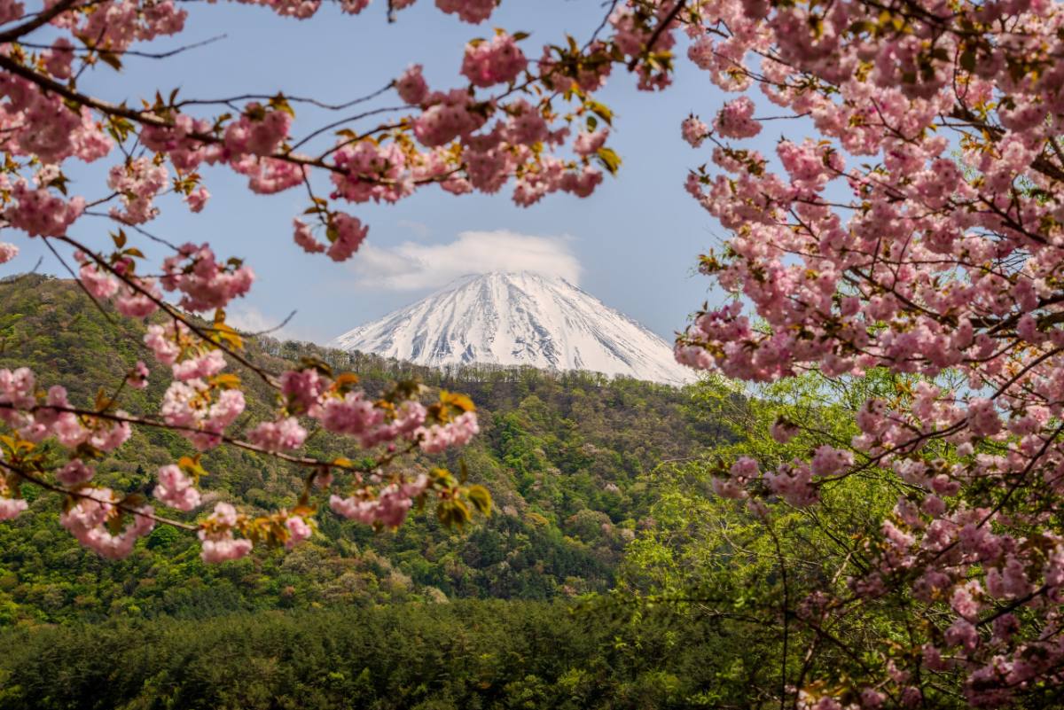 Blossom Sakura