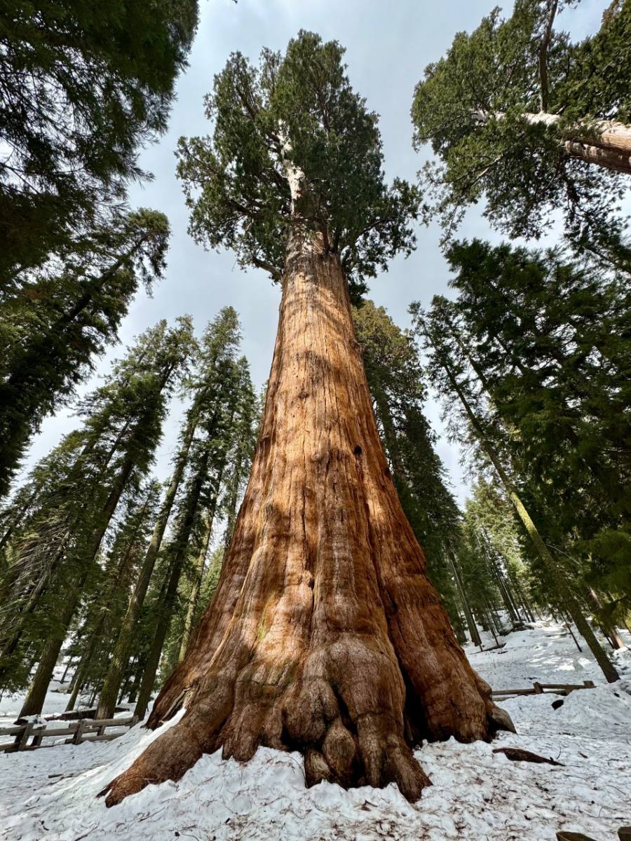 Sequoia national park