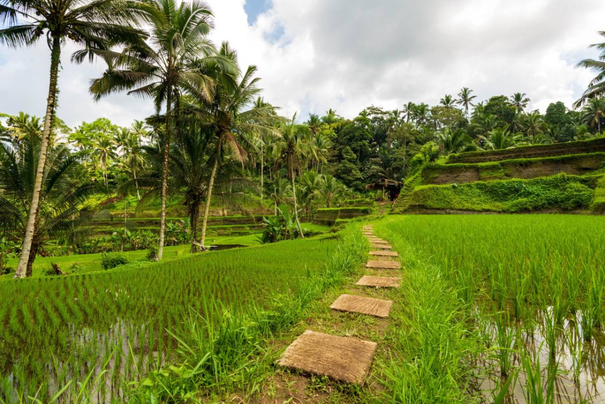 Bali rice fields
