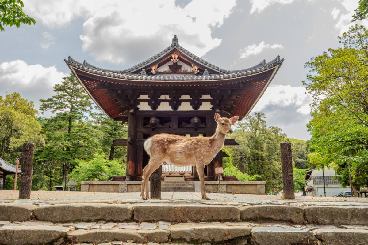 Nara Deer