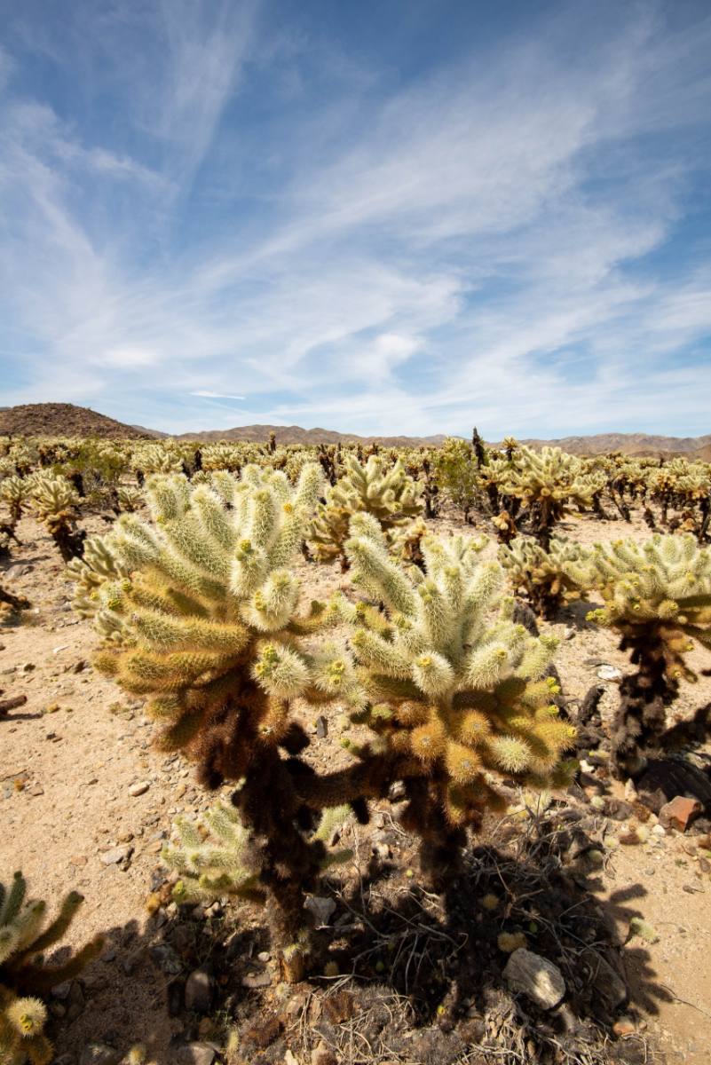 Teddy Bear Cholla